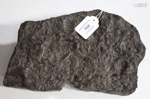 A fossil specimen of multiple ammonites, length 28cm.Buyer’s Premium 29.4% (including VAT @ 20%)