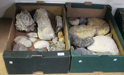 A selection of mixed fossil specimens, including sections of ammonites, a silicafied wood section