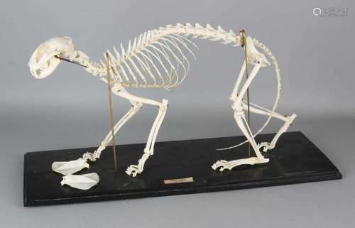 Mounted skeleton of a cat on wooden plaque. 20th century. Few bones damaged. Size: 32 x 60 x 21