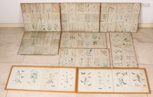 Large collection of 113 pieces of antique botanical hand-colored engravings. 18th - 19th Century.