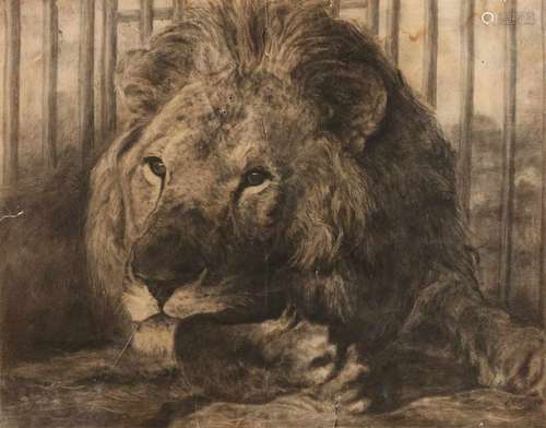 Th. Rangelink. Circa 1900. Male lion. Charcoal on paper. Damaged. Size: 42 x 55 cm. In decent shape.