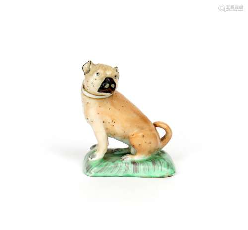 A Derby figure of a pug dog late 18th century, seated on its haunches with head turned to the