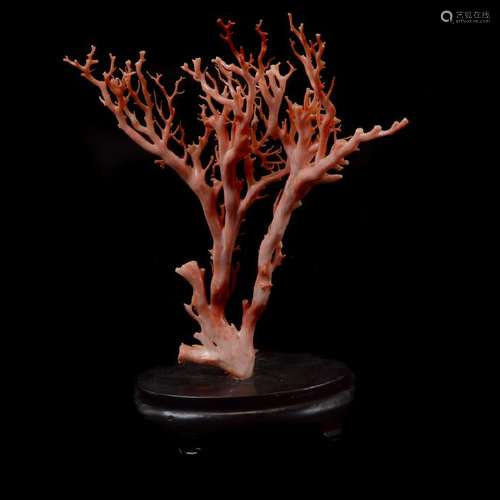 Small Specimen of Pink Branch Coral*