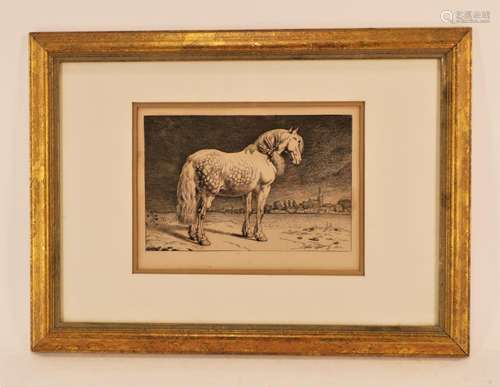 Paulus Potter, 1625-1654, Horse Etching