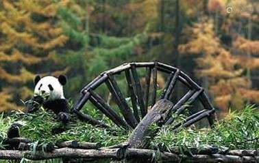 卧龙深度游（含三张科普教育参观门票及一晚熊猫园住宿）Travel Package to Wolong Inclusive of 3 tickets to Panda Base and One-night Room