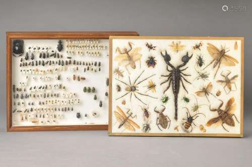 insects/ beetle collection, around 1920 and secondary