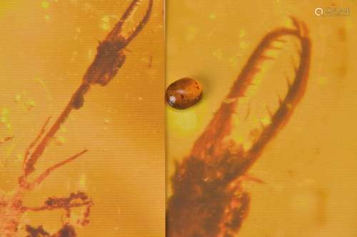 oldest amber of the Cretaceous of Burmese withrare