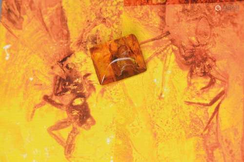 Baltic amber with male spider, approx. 49 Million