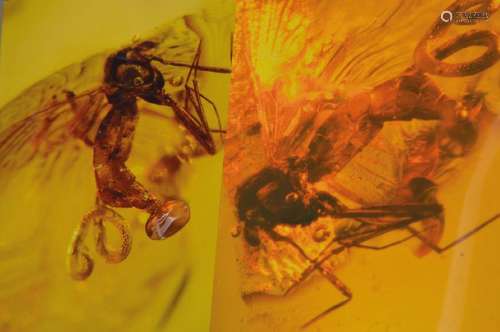 Baltic amber with non-biting midge and