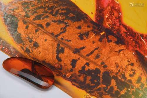 Dominican amber with Hymeneaea leaf of an amber-tree