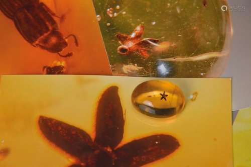 Dominican amber with rare clove-blossom, five leaves