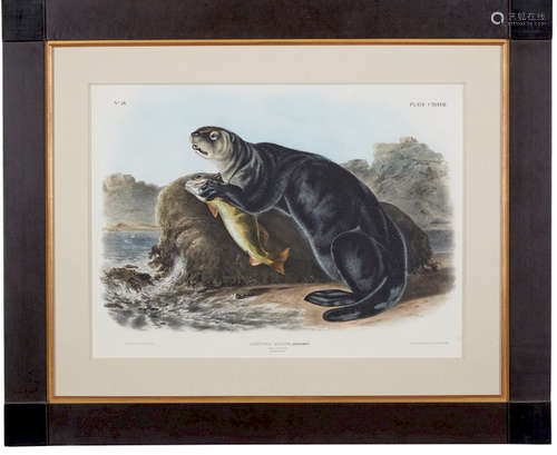 Audubon Quadruped, Sea Otter