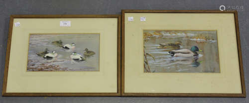 Donald Watson - Study of Eiders and Study of Mallard Ducks, a near pair of watercolours with