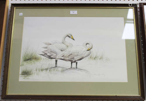 British School - Study of Two Swans, watercolour, indistinctly signed, 36cm x 55cm, within a stained
