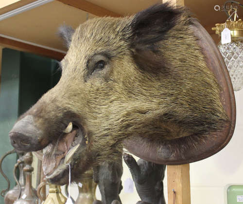 A 20th century taxidermy specimen of a boar's head, mounted on an oak plaque marked 'A. Rovira