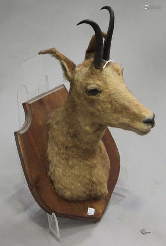 A 20th century taxidermy specimen of a small deer, mounted on a wooden shield-shaped plaque,