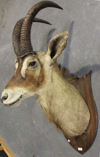 A 20th century taxidermy specimen of an ibex head, mounted on a shield-shaped plaque, height