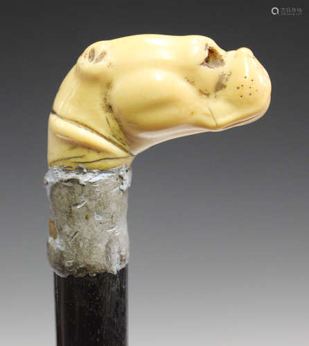 A 19th century ivory handled walking cane, modelled in the form of a boxer dog (lacking inset eyes),