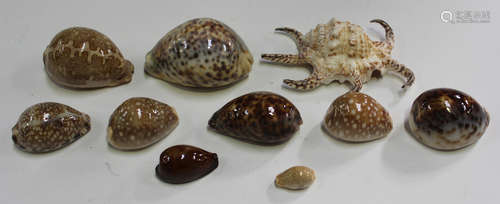 A collection of various seashells, including two Triton's trumpets, various conch and cowries.