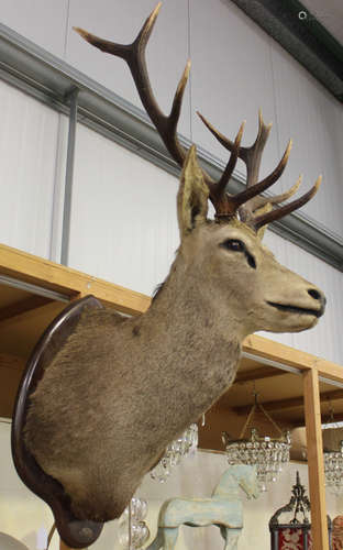 An impressive late 20th century taxidermy specimen of a stag's head, mounted on a shaped mahogany