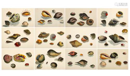 AN ALBUM OF CHINESE EXPORT PAINTINGS OF SEA SHELLS