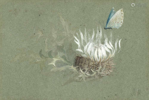 Study of an alpine thistle with an Amanda's Blue butterfly John Ruskin(British, 1819-1900)