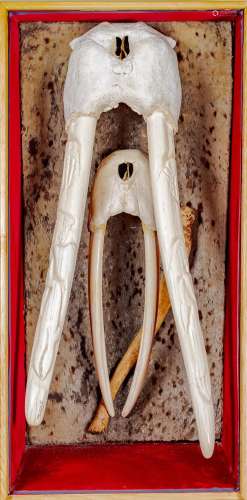 COLLECTION OF TWO CASED WALRUS SKULLS WITH TUSKS AND OOSIK - Pre MMPA 1972 (Marine Mammal Protection Act 1972, Amended 1994).