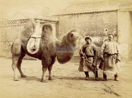 山本赞七郎 1900s 骆驼与两男子 蛋白照片