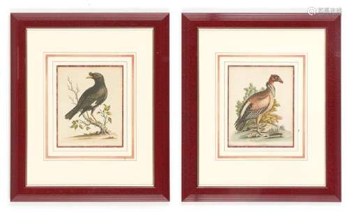 TEN ORNITHOLOGICAL ANTIQUE ENGRAVINGS