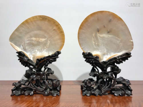 PAIR CONCH ORNAMENT WITH WOOD BASE