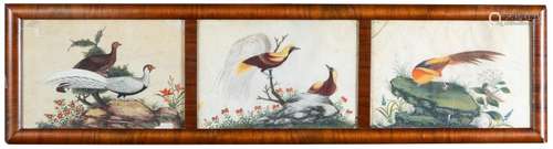 Chinese Bird Paintings on Rice Paper, 19th C.