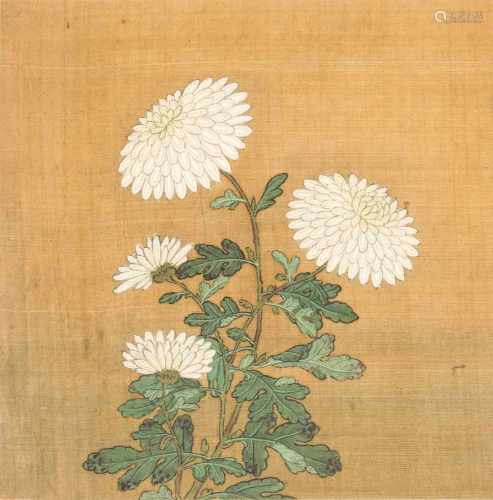 AlbumblattChina. Farbe auf Seide. Weisse Chrysanthemen. Montiert, stockfleckig. 26,5 × 26 (37 × 30,
