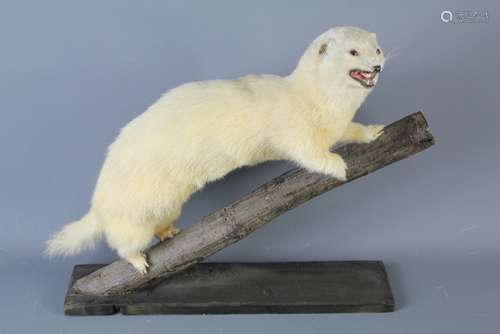 A Taxidermy White Polecat