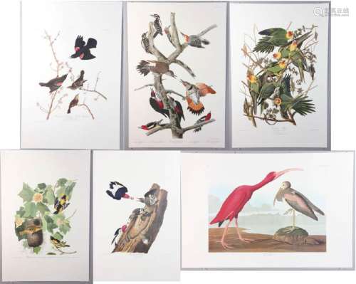 Six Audubon Society Abbeville Press Prints