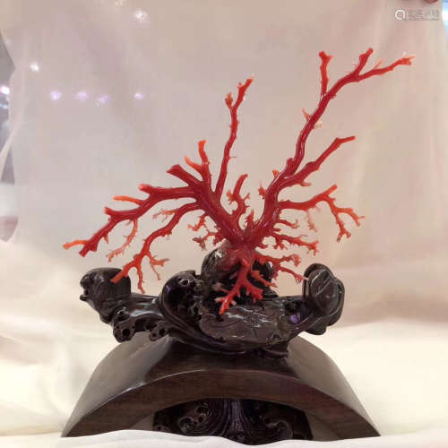 A JAPAN NATURAL BLOOD RED CORAL ORNAMANT