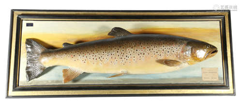 Taxidermy. An Edwardian preserved brown trout by P. D. Malloch, mounted on a painted board with a