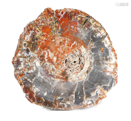 A petrified wood specimen, of sliced cross-section form, the top polished to reveal a multitude of