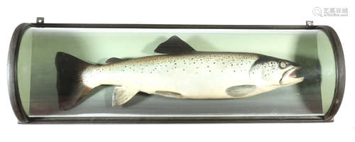 A carved and painted wood sea trout in Malloch style, mounted in a glazed and ebonised barrel