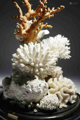 A coral specimen group, mounted on an ebonised circular base, applied with paper labels, 'LONDON No.