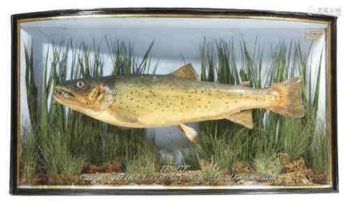 Taxidermy. An Edwardian preserved trout by J. Miller, mounted in a naturalistic setting, with a