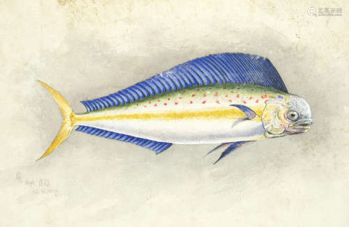 Study of a dolphinfish, 1873 unframed Edward Roper(British, 1830-1909)