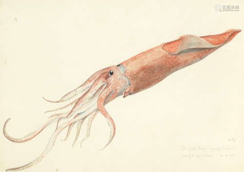 Study of a squid Richard Maitland Laws CBE, FRS, ScD(British, 1926-2014)