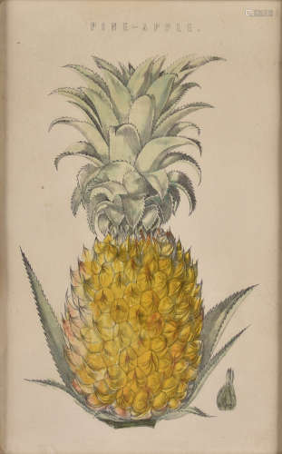 William Mackenzie later coloured engraving, Pine-Apple', 24 cm x 15 cm, framed and glazed in a maple