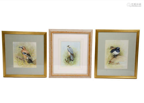 Rosemary Timney (Contemporary) three watercolour on paper, 'Bird of Prey', signed 'RTIMNEY' (lower