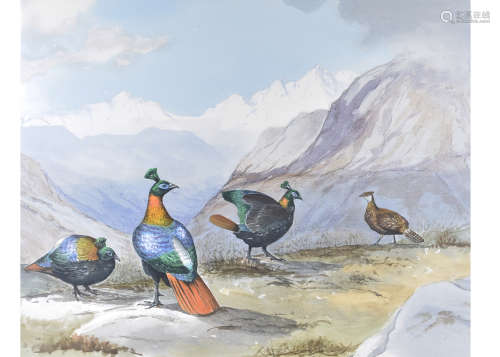 •John Cyril Harrison (1898-1985) and Studio pencil and watercolour on paper, 'Himalayan Monal