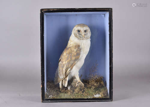 A taxidermy study of a barn owl, cased naturalistic setting, 41.5 cm high x 32 cm wide x 13 cm deep