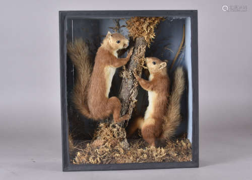 A taxidermy study of two red squirrels, cased naturalistic setting, 40.5 cm high x 35 cm wide x 12.5