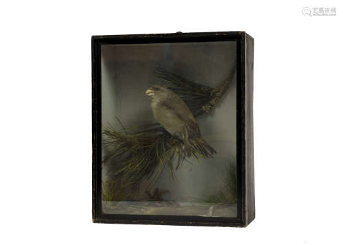A late 19th/early 20th Century taxidermy study of a finch, cased naturalistic setting, by Thomas