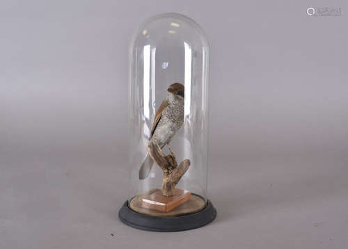 A taxidermy study of a female horn finch, cased dome setting, 29 cm high x 13 cm diameter