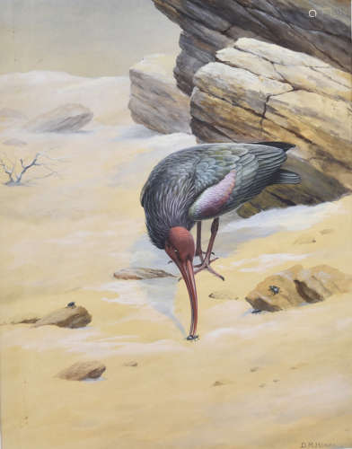 •David Morrison Reid-Henry (1919-1977) watercolour and gouache on paper, 'Bald or Hermit Ibis',